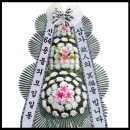 서경지역사랑초(미연.포천) 시모상 이미지