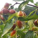 성지농장 이미지