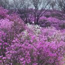 럭키보이의 사진여행_지금은 벚꽃보다 진달래꽃 #원미산진달래축제 이미지