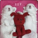 귀여운 강아지 이미지