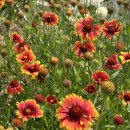 성림농원 | 📍 전남 보성 _ 윤제림 숲정원 성림정원 수국