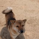 인근 견사의 소형견들 이미지