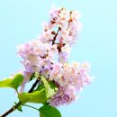 오동나무 이미지