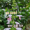 사루비아 - 중구 을지로 131 | 사루비아