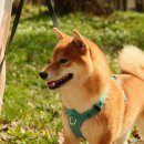 강아지산책 이미지