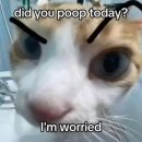이리온 이미지