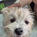 [이름 추천] 애니멀호더집에서 구조한 5아가들의 이름을 추천해주세요. (5아가들 건강검진 결과 포함) 이미지