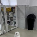 펌킨 펫하우스 청담 네이버블로그
