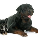 참누리동물병원 이미지