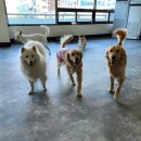 개만세 유치원(대형견) 이미지