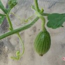 마한농장 이미지