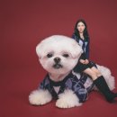 관저펫미용 | 대전 애견 동반 사진 스튜디오 맛집 구 꽃비사진관 후기 [모코모코 스튜디오]