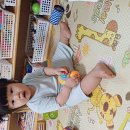세콤 달콤한 매실청 담그기 이미지