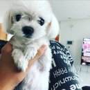 코델리아 이미지