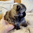 아이러브독 서초점 | 13년 전통 아이러브독 인천점, 건강한 반려견과의 행복한 시작을 약속드려요!