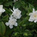 (유)하이얀 이미지