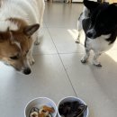 제주애단비 마주 이미지