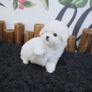 강아지분양 더펫 이미지