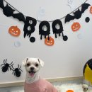 댕그루멍 이미지