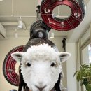 머리할때됐다 이미지