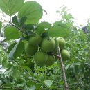 윤승호농장 이미지