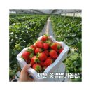 은준농장 | [서산] 24개월 아기와 오감만족하는 체험 추천 _ 꽃별딸기농장 딸기 수확 찐후기♡