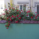 정분이네 이미지