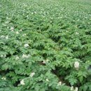 감자꽃필무렵 이미지