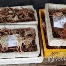 동해호이모