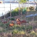 센트럴파크 9 이미지