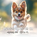 페츠런 이미지