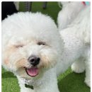 마마스미독펜트하우스 광주애견유치원&애견호텔 본점 이미지