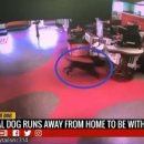 애견친구 이미지