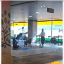 멍실 | 오픈프로모션 50견 혜택 청주애견유치원 멍실유치원&amp;애견호텔 후기