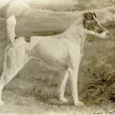 두테리어 이미지