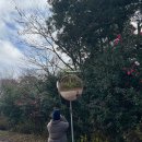 (주)동백관광 | 12월 제주도 동백꽃 명소 추천 무료로 즐기는 제주도 동백꽃 삼다수숲길