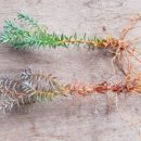 레드스타 이미지