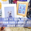 창원 마산 사진관｜ 마산 합성동 사진관 반려동물 프로필 촬영 ｜벨라벨로 스튜디오