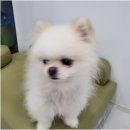 오키독키