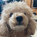 일미참치앤스시 이미지