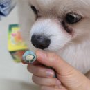 민트젤리 | 마이노멀 제로젤리 샤워베어 민트초코볼 아몬드 솔직후기