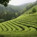 솔방솔방 이미지