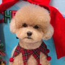 엘리시안퍼피 이미지