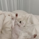 비타민활력소