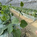 염치농장 이미지