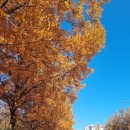 종합운동장 가로수길 이미지