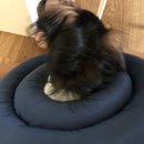 하인츠동물병원 | 수컷 강아지 중성화 수술 7일차 후기 - 인천 하인츠동물병원