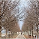 가로수길 이미지