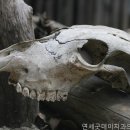 연세굿데이치과의원 네이버블로그
