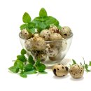 대한메추리 이미지